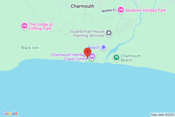 Charmouth Fossils