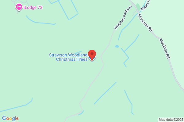 Strawson Woodland Christmas Trees