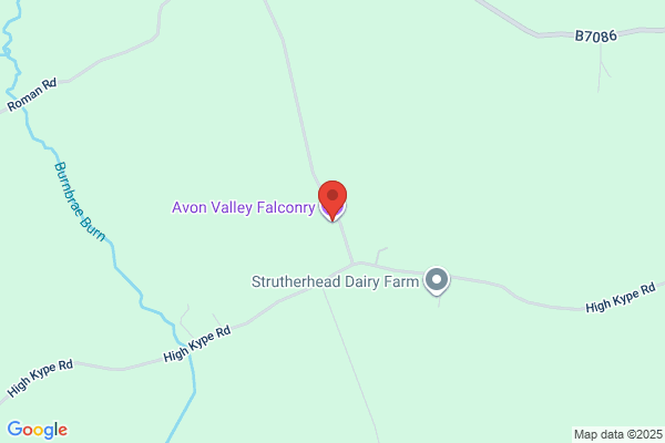 Falconry In Scotland