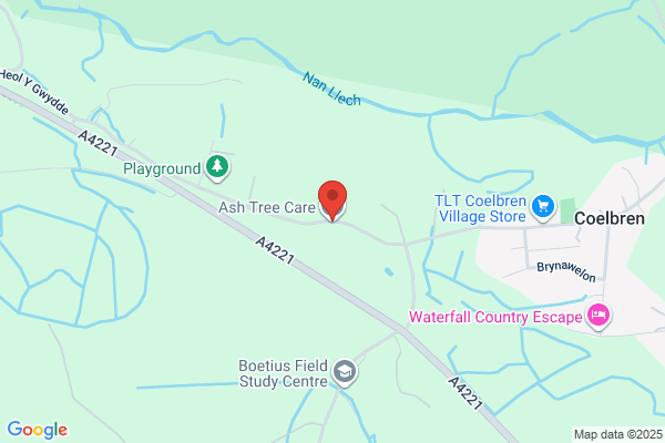 Ash tree care