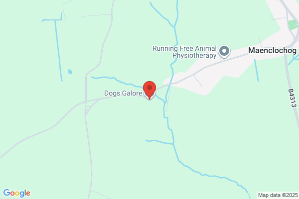 Dogs Galore