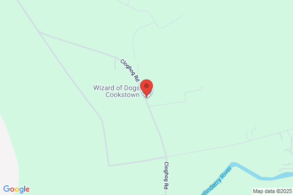 Wizard of Dogs Cookstown
