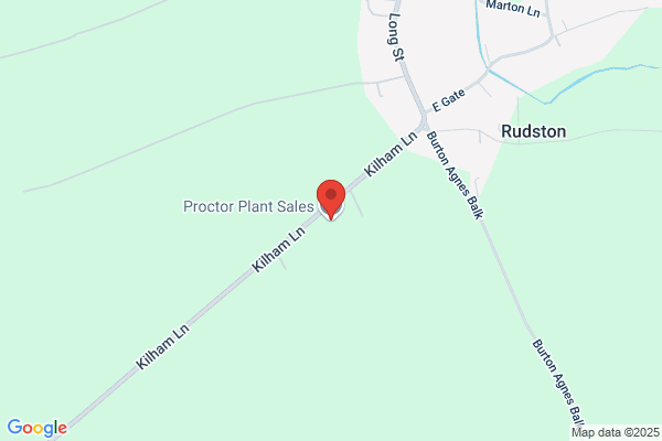Proctor
