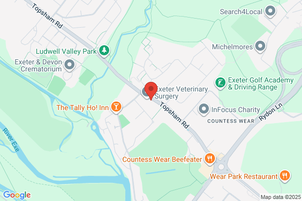Poppys Flowers