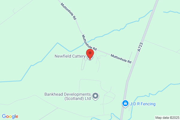 Newfield Cattery