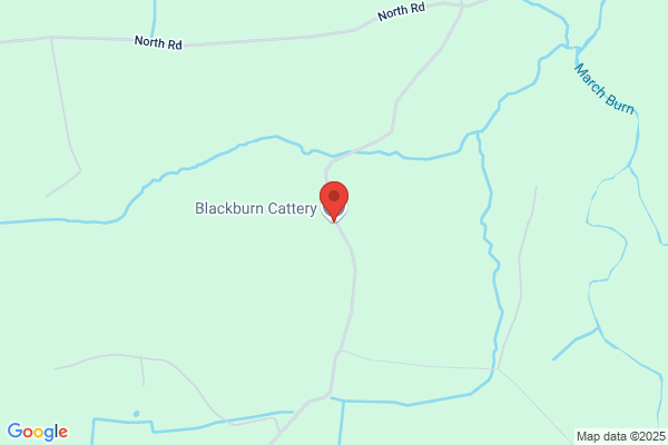 Blackburn Cattery