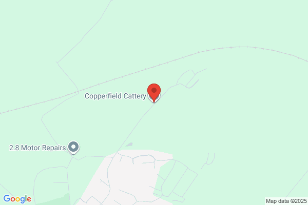 Copperfield Cattery, Cats Only, Inverness