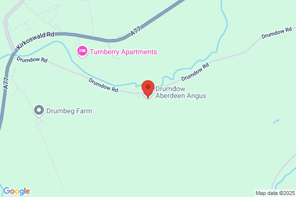 Aberdeen Angus Cattle