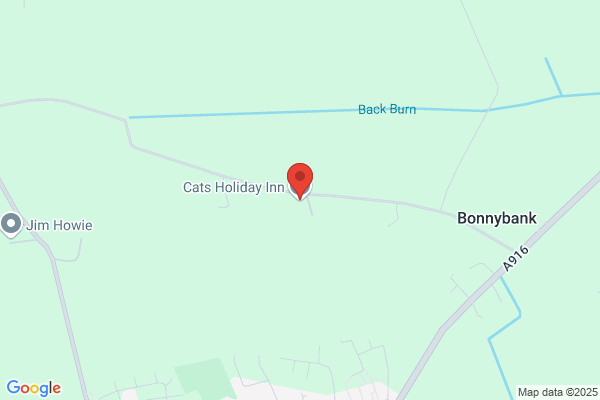 Cats Holiday Inn