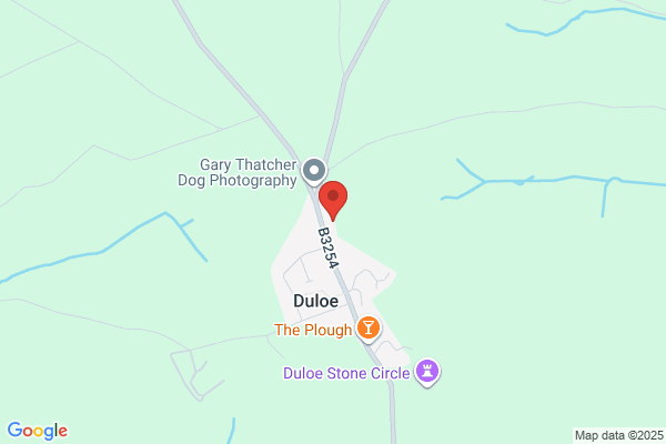Dark Wood Tree Surgery
