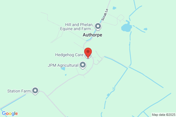 Hedgehog Care