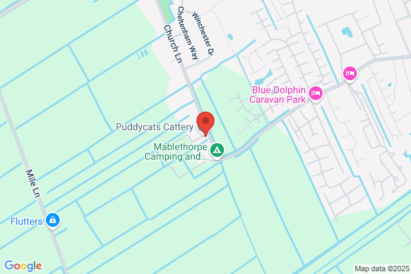 Puddy Cats Cattery