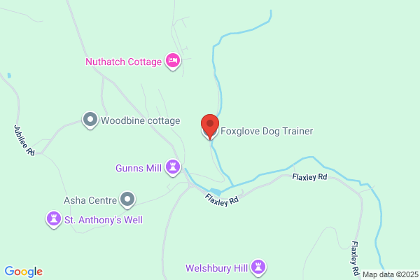 Dog Training Plus