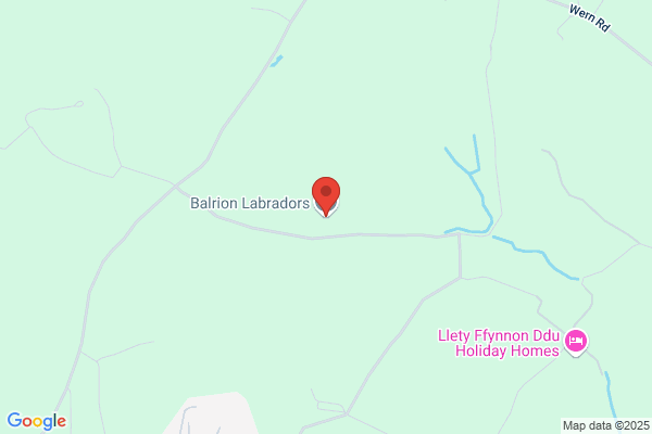 Balrion Labradors