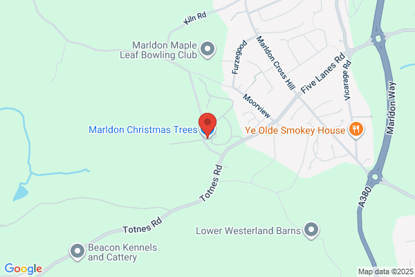 Marldon Christmas Trees
