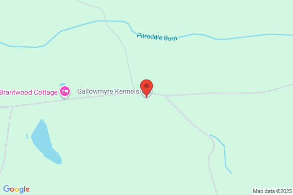 Gallowmyre Kennels