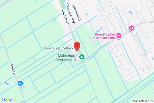 Puddy's Cattery