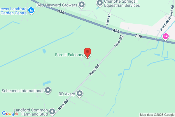 Forest Falconry