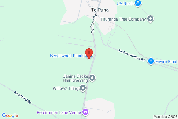Beechwood Plant