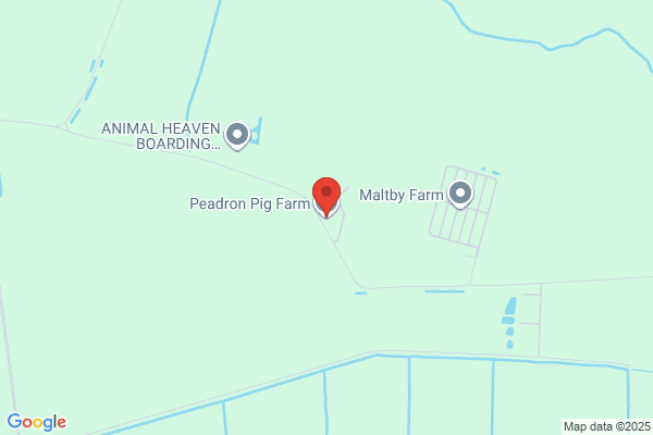 Peadron Pigs