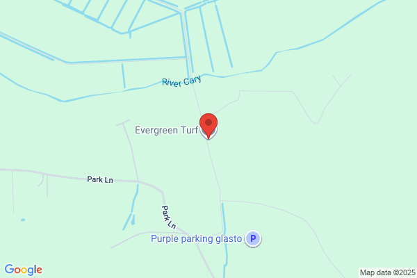 Evergreen Turf