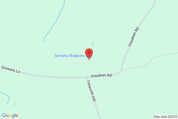 Simons Rodents