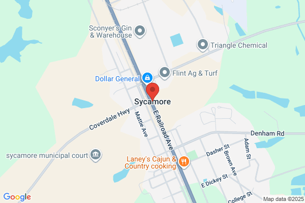 Sycamore