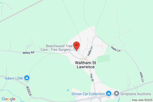 Beechwood Tree Surgeon