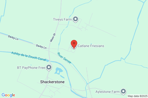 Catton Fresians