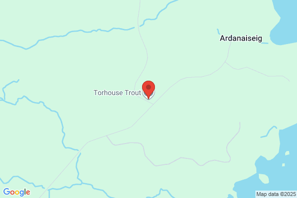 Torhouse Trout