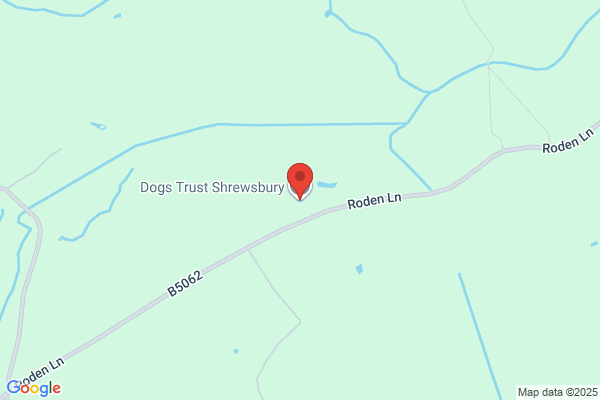 Dogs Trust