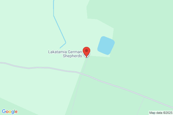Lakatamia German Shepherds
