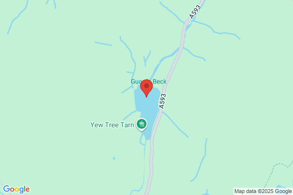 Yew Tree