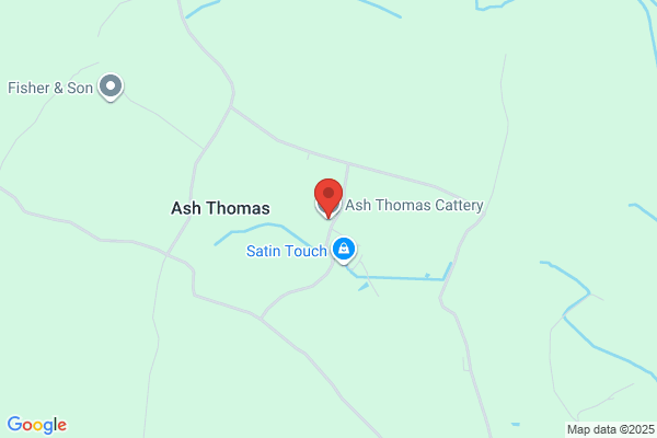Mountain Ash Boarding Cattery