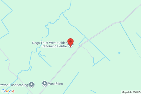 Pet Search