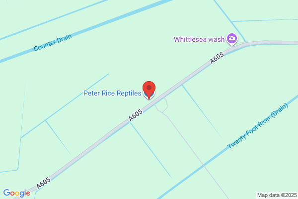 Peter Rice Reptiles