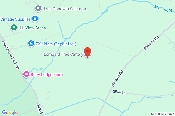 Hanley Swan Cattery