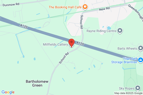 Millfield Cattery